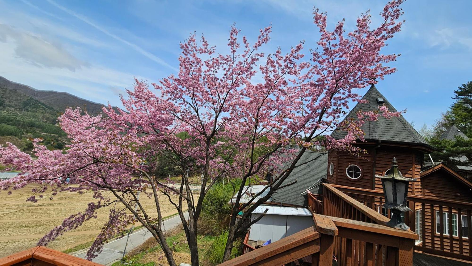 Elf Resort Hotel Pyeongchang Eksteriør billede